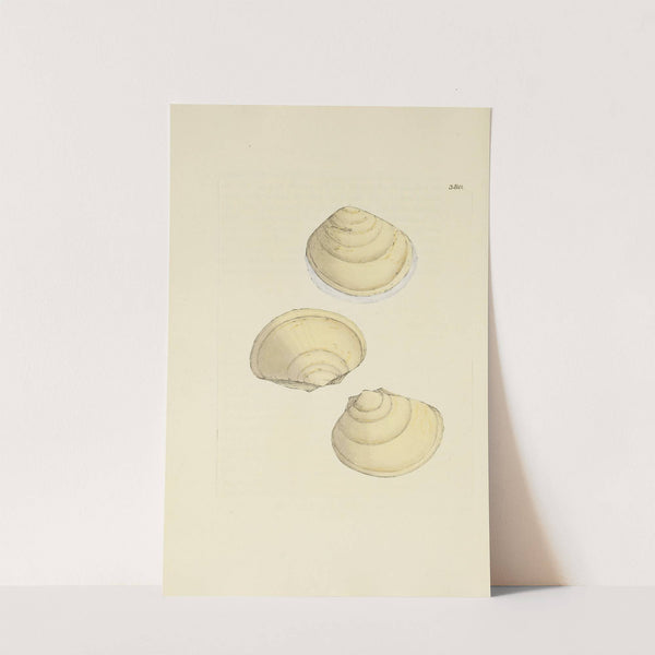 The mineral conchology of Great Britain Pl.266 by James Sowerby