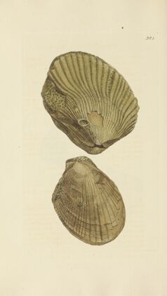 The mineral conchology of Great Britain Pl.267