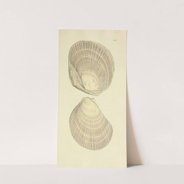 The mineral conchology of Great Britain Pl.268 by James Sowerby