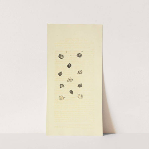 The mineral conchology of Great Britain Pl.270 by James Sowerby