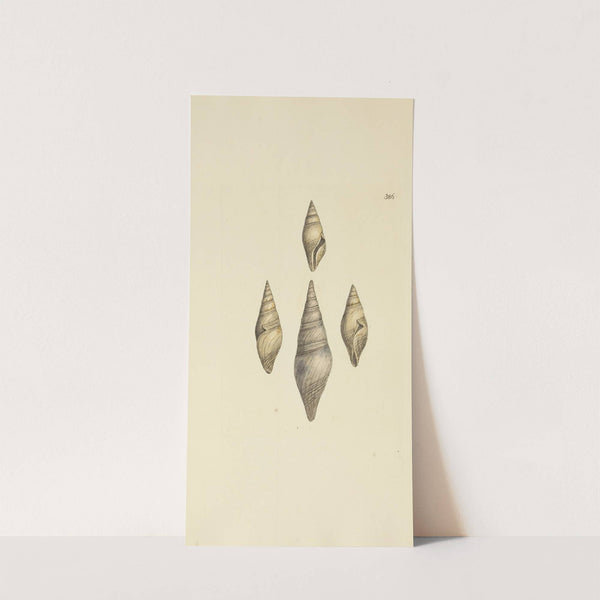 The mineral conchology of Great Britain Pl.271 by James Sowerby