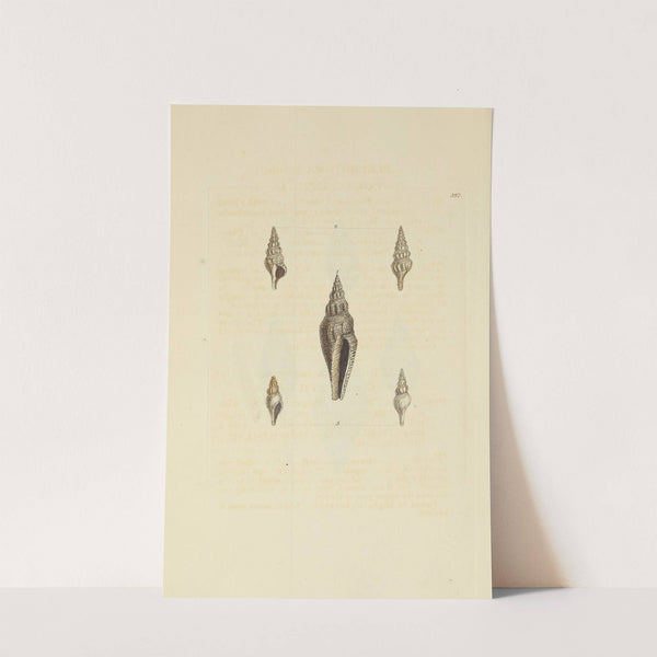 The mineral conchology of Great Britain Pl.272 by James Sowerby