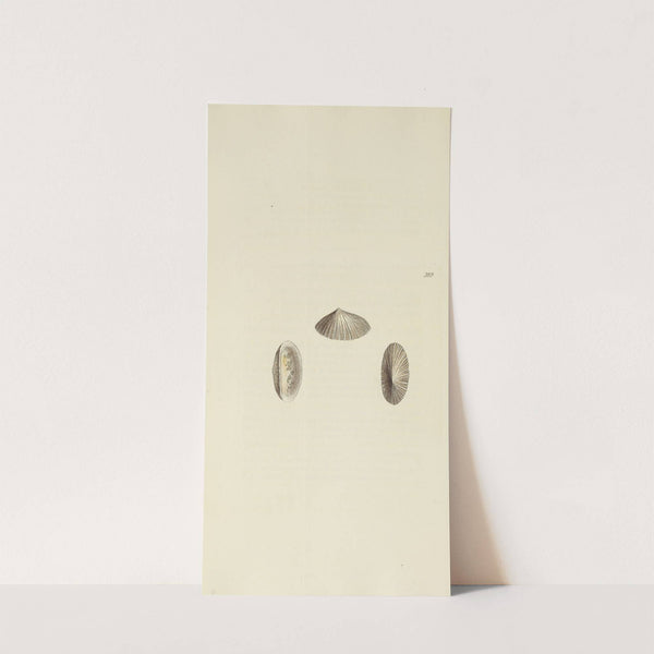 The mineral conchology of Great Britain Pl.273 by James Sowerby