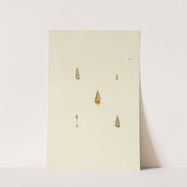 The mineral conchology of Great Britain Pl.274 by James Sowerby