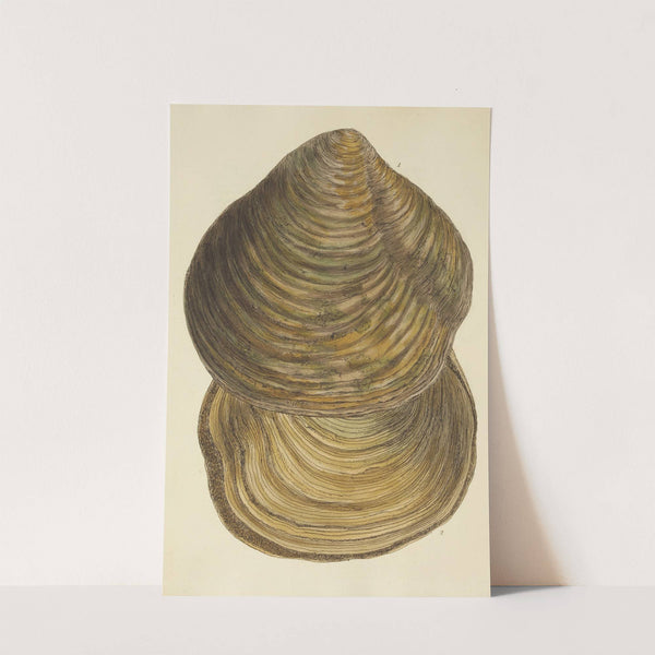 The mineral conchology of Great Britain Pl.275 by James Sowerby