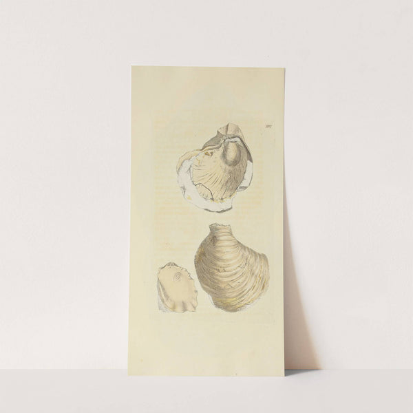 The mineral conchology of Great Britain Pl.276 by James Sowerby