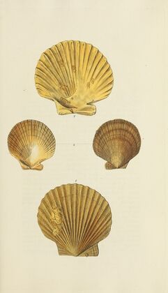 The mineral conchology of Great Britain Pl.277