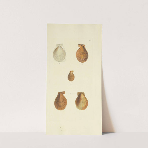 The mineral conchology of Great Britain Pl.278 by James Sowerby