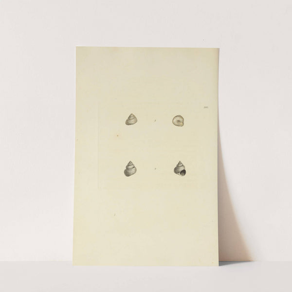 The mineral conchology of Great Britain Pl.279 by James Sowerby