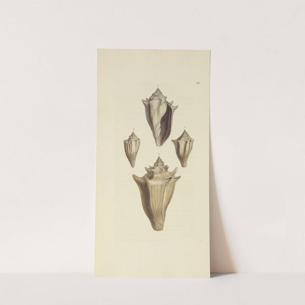 The mineral conchology of Great Britain Pl.280 by James Sowerby