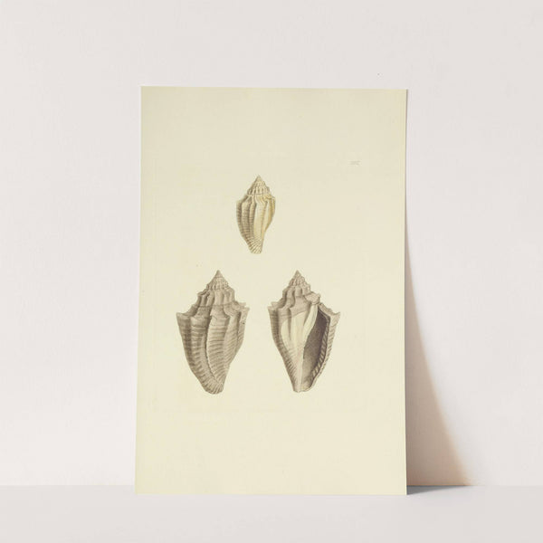 The mineral conchology of Great Britain Pl.281 by James Sowerby