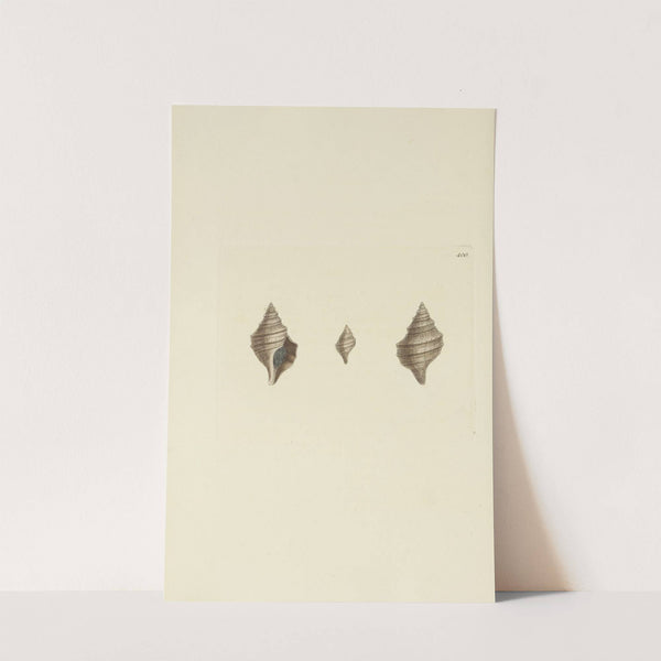 The mineral conchology of Great Britain Pl.284 by James Sowerby