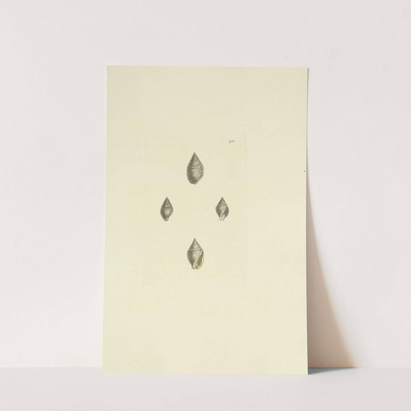 The mineral conchology of Great Britain Pl.285 by James Sowerby