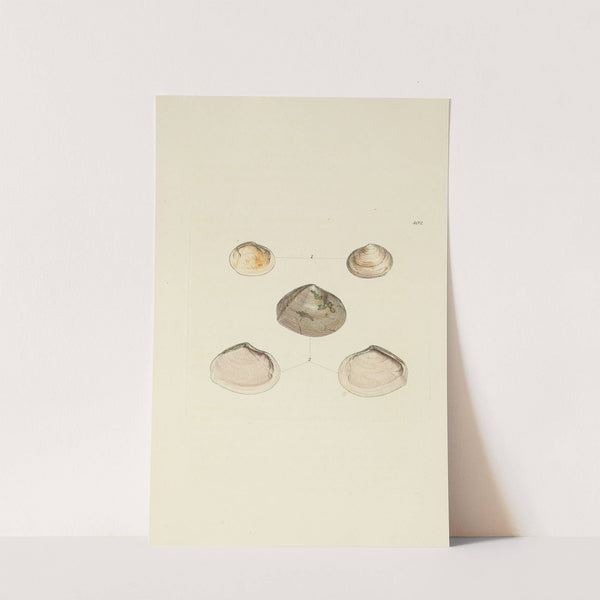 The mineral conchology of Great Britain Pl.286 by James Sowerby