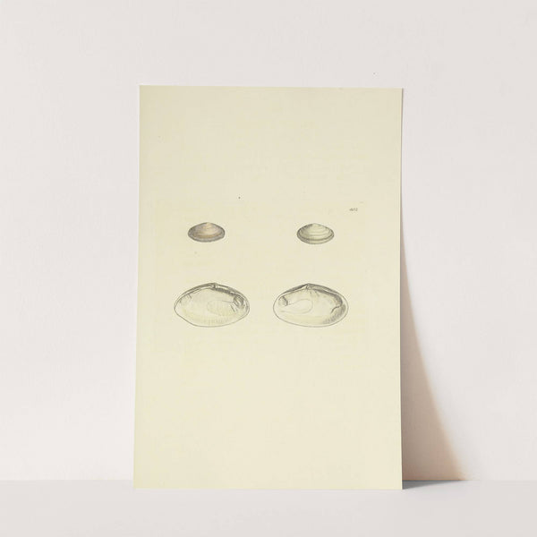 The mineral conchology of Great Britain Pl.287 by James Sowerby