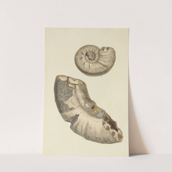 The mineral conchology of Great Britain Pl.289 by James Sowerby