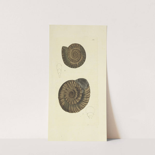 The mineral conchology of Great Britain Pl.290 by James Sowerby