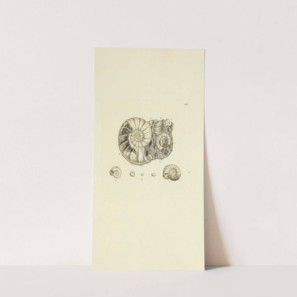 The mineral conchology of Great Britain Pl.291 by James Sowerby