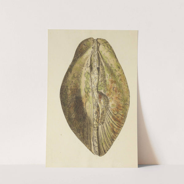 The mineral conchology of Great Britain Pl.293 by James Sowerby