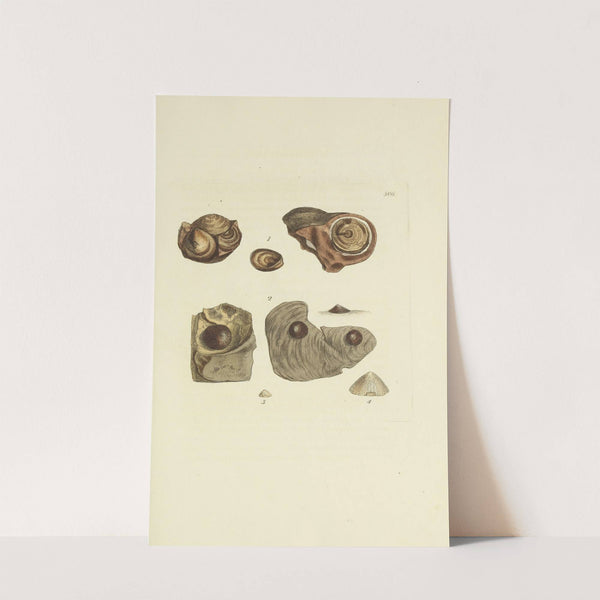 The mineral conchology of Great Britain Pl.294 by James Sowerby