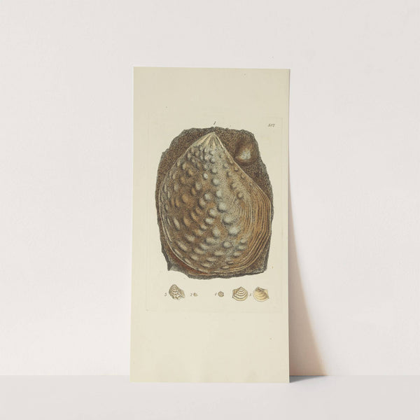 The mineral conchology of Great Britain Pl.295 by James Sowerby