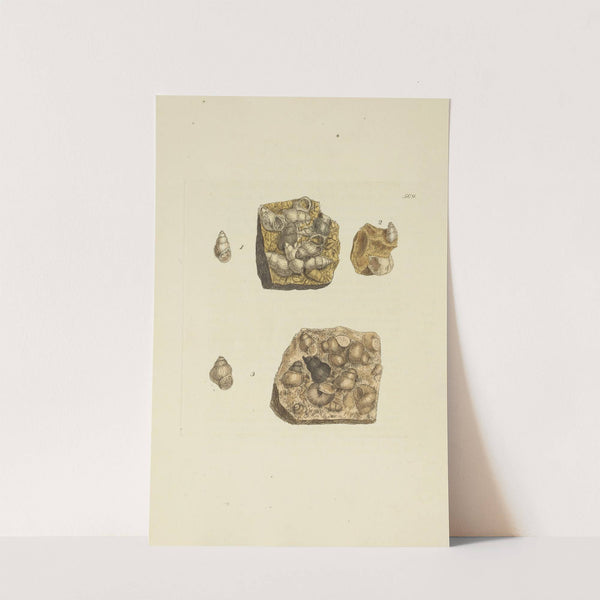 The mineral conchology of Great Britain Pl.297 by James Sowerby