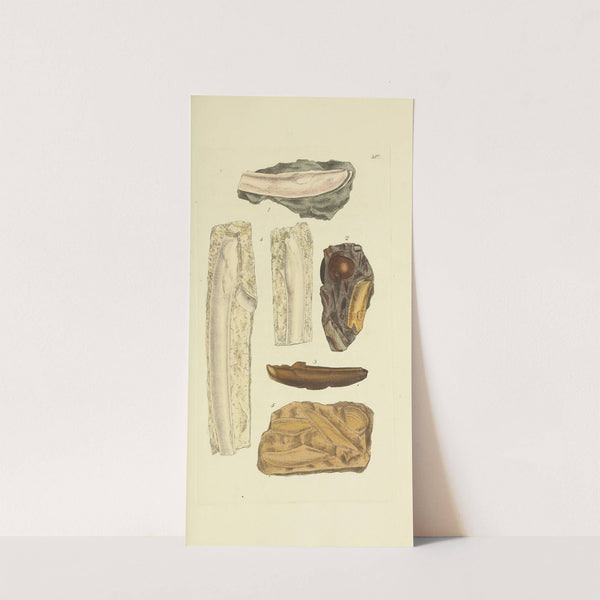 The mineral conchology of Great Britain Pl.298 by James Sowerby