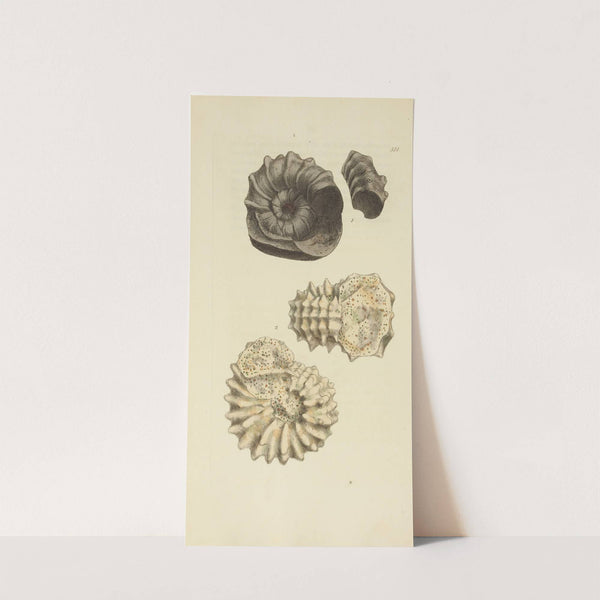 The mineral conchology of Great Britain Pl.302 by James Sowerby