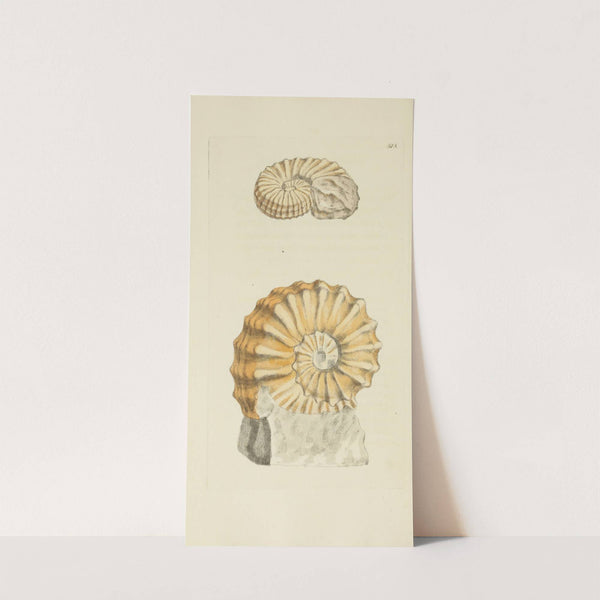 The mineral conchology of Great Britain Pl.303 by James Sowerby