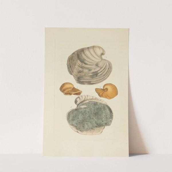 The mineral conchology of Great Britain Pl.304 by James Sowerby