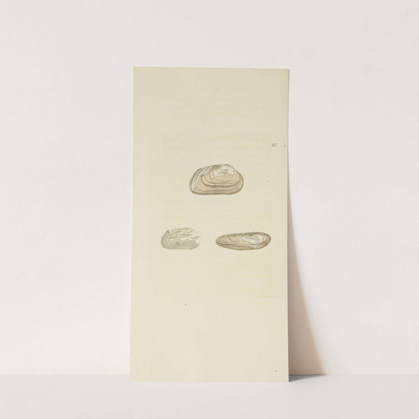 The mineral conchology of Great Britain Pl.305 by James Sowerby