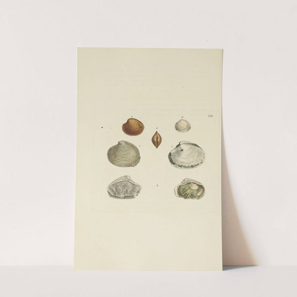 The mineral conchology of Great Britain Pl.306 by James Sowerby