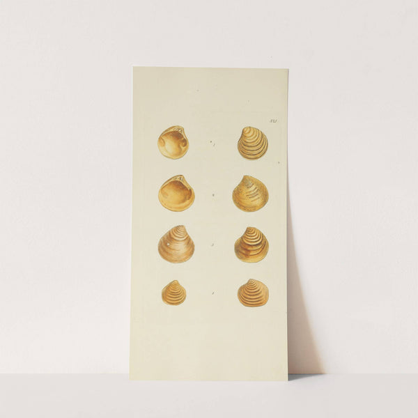 The mineral conchology of Great Britain Pl.309 by James Sowerby