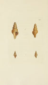 The mineral conchology of Great Britain Pl.313