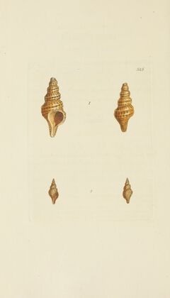 The mineral conchology of Great Britain Pl.313