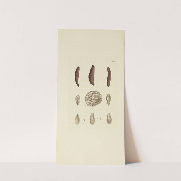 The mineral conchology of Great Britain Pl.314 by James Sowerby