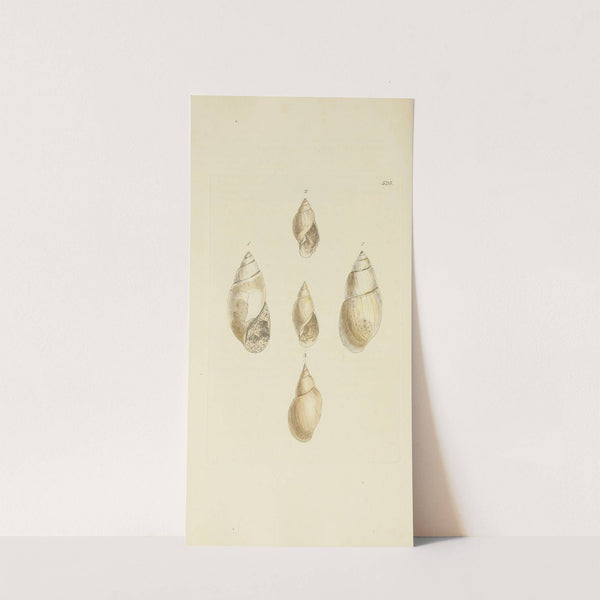 The mineral conchology of Great Britain Pl.316 by James Sowerby