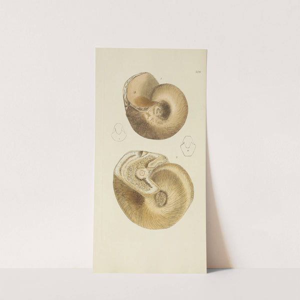 The mineral conchology of Great Britain Pl.317 by James Sowerby