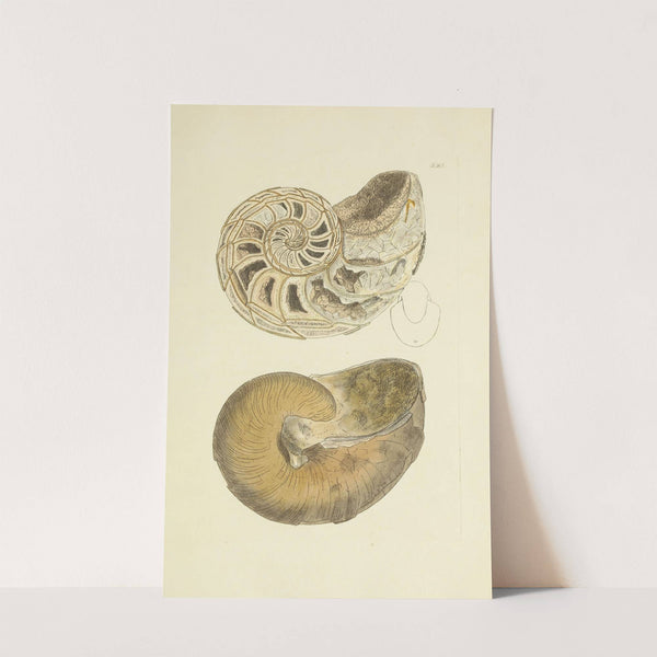 The mineral conchology of Great Britain Pl.318 by James Sowerby