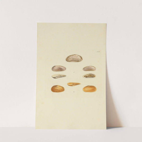 The mineral conchology of Great Britain Pl.319 by James Sowerby