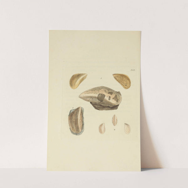 The mineral conchology of Great Britain Pl.320 by James Sowerby