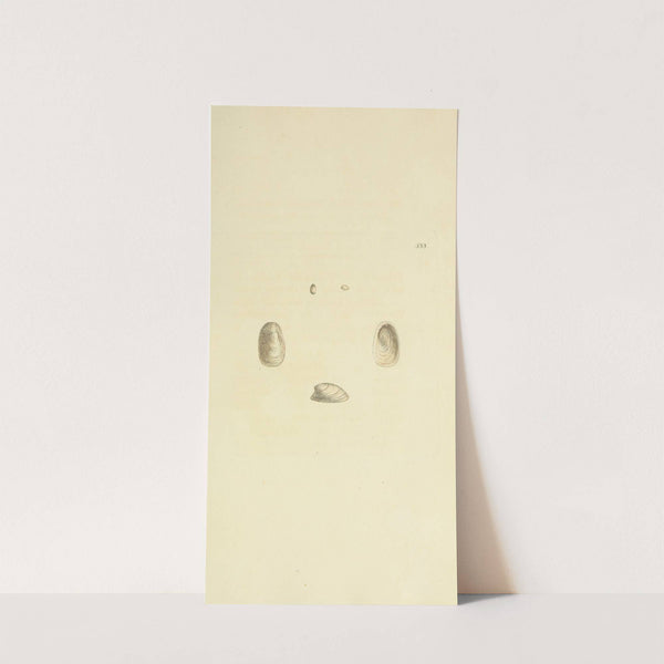 The mineral conchology of Great Britain Pl.321 by James Sowerby