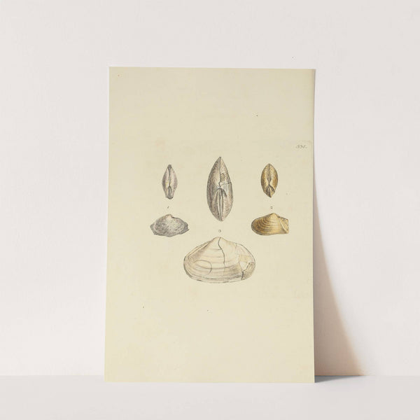 The mineral conchology of Great Britain Pl.322 by James Sowerby