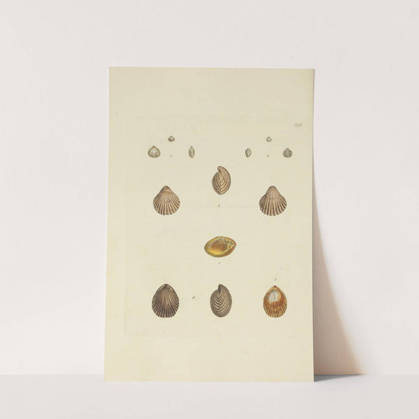 The mineral conchology of Great Britain Pl.323 by James Sowerby