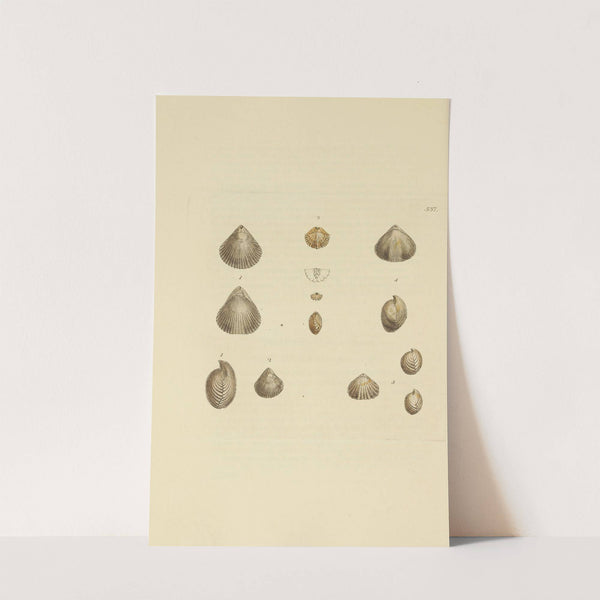 The mineral conchology of Great Britain Pl.325 by James Sowerby