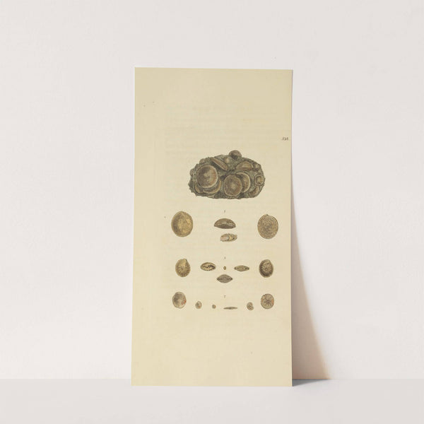 The mineral conchology of Great Britain Pl.326 by James Sowerby