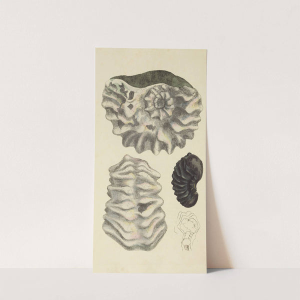 The mineral conchology of Great Britain Pl.327 by James Sowerby