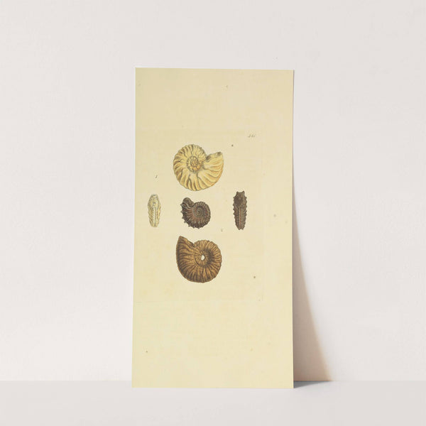 The mineral conchology of Great Britain Pl.328 by James Sowerby