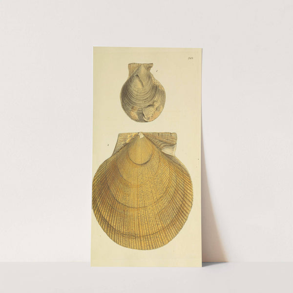 The mineral conchology of Great Britain Pl.330 by James Sowerby