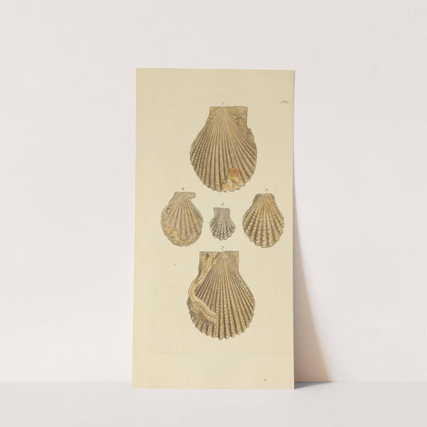 The mineral conchology of Great Britain Pl.331 by James Sowerby